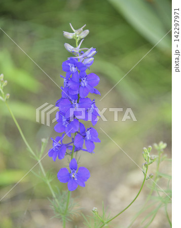 夏に見ごろの山野草花 夏に見ごろの山野草花 142297971