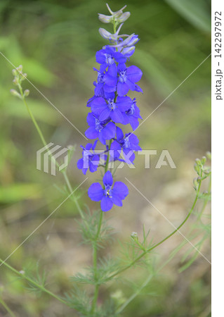夏に見ごろの山野草花 夏に見ごろの山野草花 142297972
