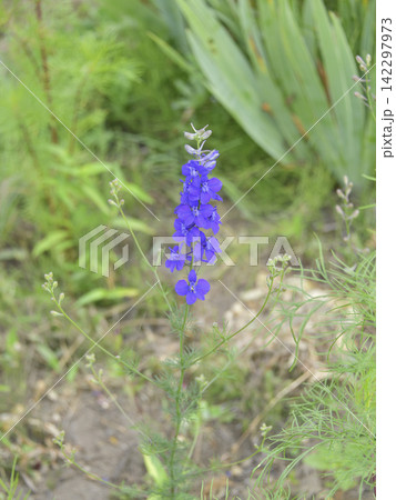 夏に見ごろの山野草花 夏に見ごろの山野草花 142297973