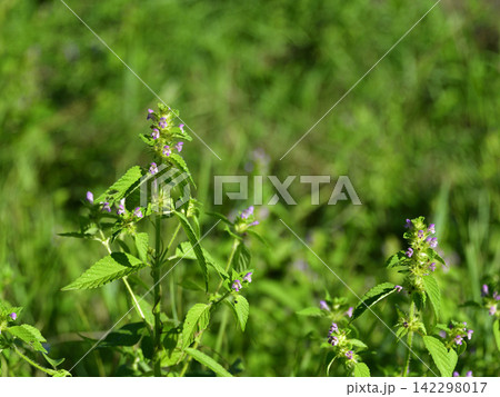 夏に見ごろの山野草花 夏に見ごろの山野草花 142298017