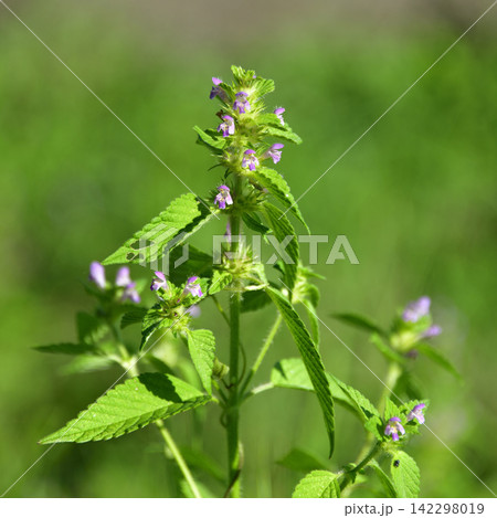 夏に見ごろの山野草花 夏に見ごろの山野草花 142298019