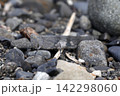カワラバッタ カワラバッタ 142298060