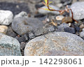 カワラバッタ カワラバッタ 142298061