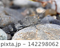 カワラバッタ カワラバッタ 142298062