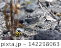 カワラバッタ カワラバッタ 142298063