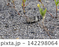 カワラバッタ カワラバッタ 142298064