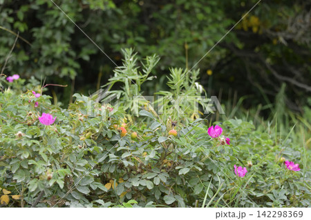 夏に見ごろの山野草花 夏に見ごろの山野草花 142298369