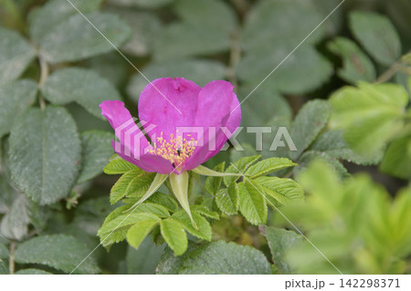 夏に見ごろの山野草花 夏に見ごろの山野草花 142298371