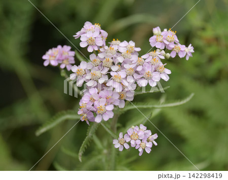 夏に見ごろの山野草花 夏に見ごろの山野草花 142298419