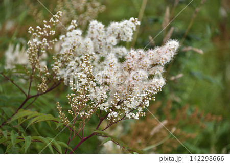 夏に見ごろの山野草花 夏に見ごろの山野草花 142298666