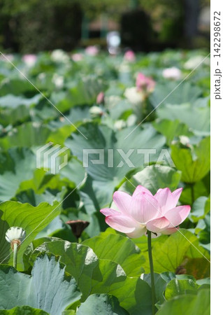 広がる蓮池を背景に咲く大輪の古代蓮（坂東市・八坂公園）   142298672