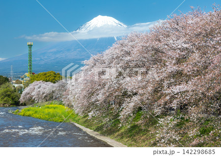 春の絶景　潤井川龍巌渕の満開桜の並木と富士山　静岡県富士市 142298685