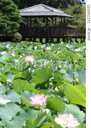 東屋を背景に満開に咲く古代蓮の池(坂東市・八坂公園) 東屋を背景に満開に咲く古代蓮の池(坂東市・八坂公園) 142298885