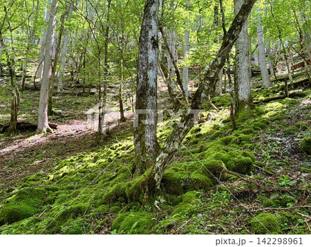 山梨県の小袖登山口から東京都最高峰の雲取山へ続く鴨沢ルートの夏景色、青空と湧き水、富士山を望む登山道 山梨県の小袖登山口から東京都最高峰の雲取山へ続く鴨沢ルートの夏景色、青空と湧き水、富士山を望む登山道 142298961