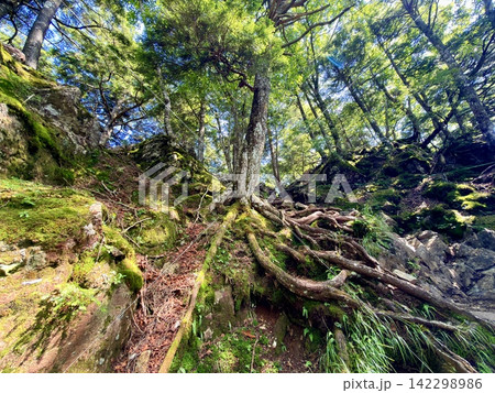 山梨県の小袖登山口から東京都最高峰の雲取山へ続く鴨沢ルートの夏景色、青空と湧き水、富士山を望む登山道 山梨県の小袖登山口から東京都最高峰の雲取山へ続く鴨沢ルートの夏景色、青空と湧き水、富士山を望む登山道 142298986