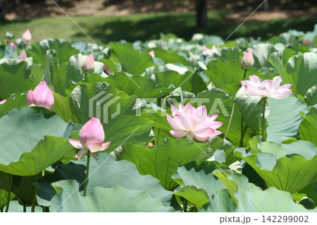 夏の陽光を浴びて咲き誇る古代蓮の花と愛らしい蕾(坂東市・八坂公園) 夏の陽光を浴びて咲き誇る古代蓮の花と愛らしい蕾(坂東市・八坂公園) 142299002