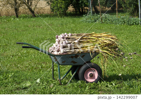 Fresh Garlic Harvest In Wheelbarrow On Green Lawn Ready For Curing And Storage Fresh Garlic Harvest In Wheelbarrow On Green Lawn Ready For Curing And Storage 142299007