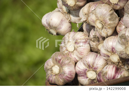 Freshly harvested garlic bulbs with purple streaks hanging in a bunch Freshly harvested garlic bulbs with purple streaks hanging in a bunch 142299008