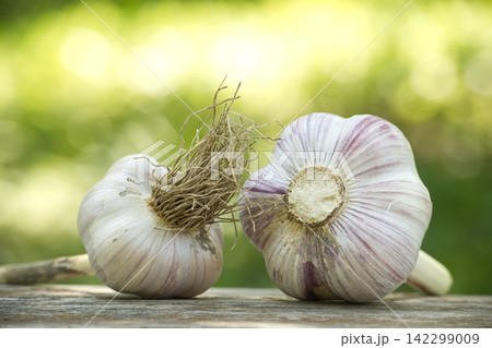 Fresh Garlic Bulbs on Wooden Table With Green Bokeh Background, Cooking Ingredient and Flavor Fresh Garlic Bulbs on Wooden Table With Green Bokeh Background, Cooking Ingredient and Flavor 142299009