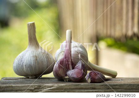 Fresh garlic bulbs with purple streaks resting on a weathered wooden surface outdoors Fresh garlic bulbs with purple streaks resting on a weathered wooden surface outdoors 142299010
