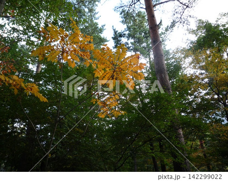 紅葉した木々 紅葉した木々 142299022
