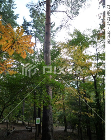 紅葉した木々 紅葉した木々 142299023