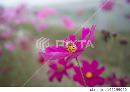満開のコスモス畑で吸蜜するミツバチと美しいボケの背景 満開のコスモス畑で吸蜜するミツバチと美しいボケの背景 142299026