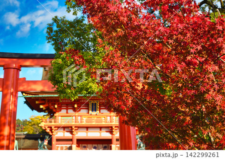 京都 伏見稲荷大社 美しい朱色の鳥居と楼門と秋の美しい紅葉 (京都府京都市伏見区) 京都 伏見稲荷大社 美しい朱色の鳥居と楼門と秋の美しい紅葉 (京都府京都市伏見区) 142299261