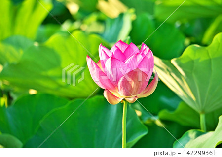 早朝の丸く咲き始めたハスの花(夏、八月) 早朝の丸く咲き始めたハスの花(夏、八月) 142299361