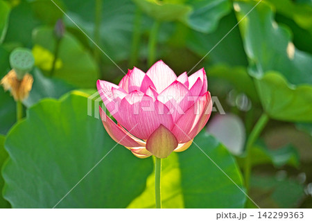 早朝の丸く咲き始めたハスの花(夏、八月) 早朝の丸く咲き始めたハスの花(夏、八月) 142299363