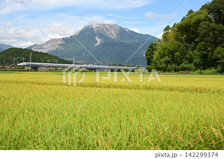 伊吹山を背景に稲穂の田園を走る新幹線 伊吹山を背景に稲穂の田園を走る新幹線 142299374