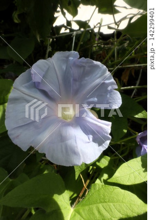 夏の庭の花「朝顔」あさがお:花壇の花:あさがお屋敷 夏の庭の花「朝顔」あさがお:花壇の花:あさがお屋敷 142299401