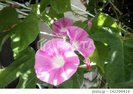 夏の庭の花「朝顔」あさがお:花壇の花:あさがお屋敷 夏の庭の花「朝顔」あさがお:花壇の花:あさがお屋敷 142299419