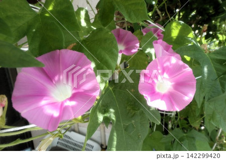 夏の庭の花「朝顔」あさがお:花壇の花:あさがお屋敷 夏の庭の花「朝顔」あさがお:花壇の花:あさがお屋敷 142299420