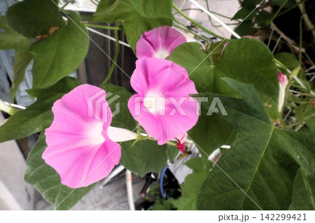 夏の庭の花「朝顔」あさがお:花壇の花:あさがお屋敷 夏の庭の花「朝顔」あさがお:花壇の花:あさがお屋敷 142299421