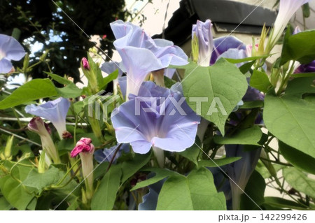 夏の庭の花「朝顔」あさがお：花壇の花：あさがお屋敷 142299426