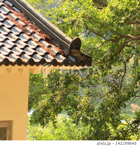 Traditional Korean Roof and Green Trees Traditional Korean Roof and Green Trees 142299648