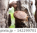 原木椎茸 142299701