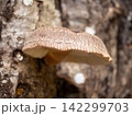 原木椎茸 142299703