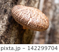 原木椎茸 142299704