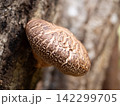 原木椎茸 142299705