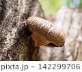 原木椎茸 142299706