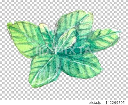 水彩で描いたミントの葉 水彩で描いたミントの葉 142299895