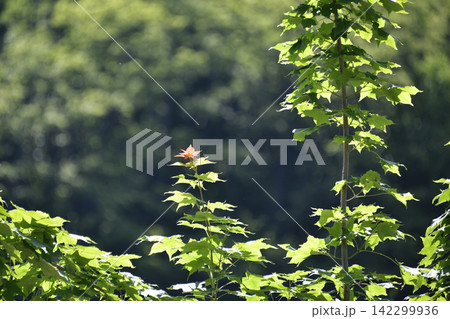 夏のカエデの木と葉 夏のカエデの木と葉 142299936
