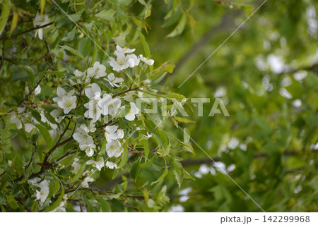 ズミの花 142299968