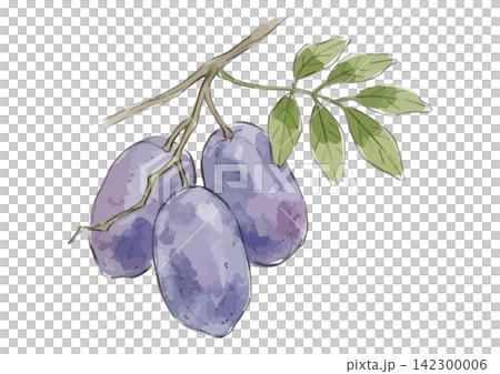 一張令人垂涎欲滴的秋葵果插圖 一張令人垂涎欲滴的秋葵果插圖 142300006