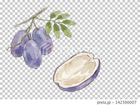A mouthwatering illustration of akebi fruit A mouthwatering illustration of akebi fruit 142300007
