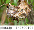 コアシナガバチの営巣 142300194