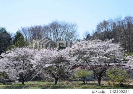 いい里さかがわ館付近の花見　＃5 142300224