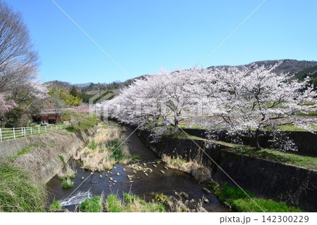 いい里さかがわ館付近の花見　＃10 142300229